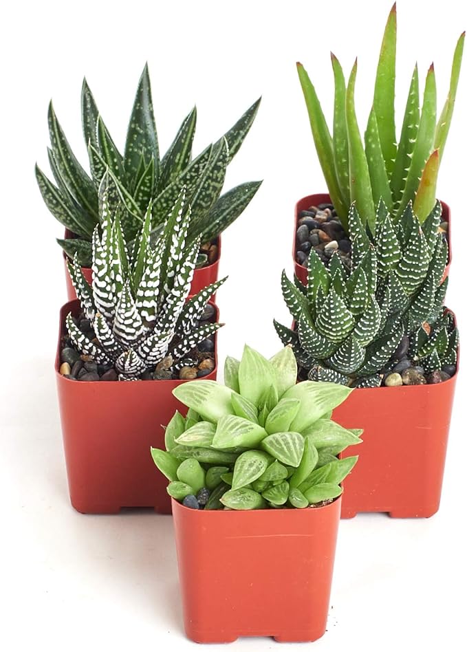 Shop Succulents | Haworthia Collection | Assortment of Hand Selected, Fully Rooted Alluring Miniature Aloe Live Indoor Succulent Plants, 5-Pack