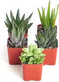 Shop Succulents | Haworthia Collection | Assortment of Hand Selected, Fully Rooted Alluring Miniature Aloe Live Indoor Succulent Plants, 5-Pack