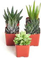 Shop Succulents | Haworthia Collection | Assortment of Hand Selected, Fully Rooted Alluring Miniature Aloe Live Indoor Succulent Plants, 5-Pack