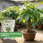 All-Natural Money Tree Soil & Indoor Potting Mix 2QT - Drainage-Enhanced Plant Soil for Healthy Indoor Plants