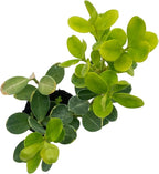 ragnaroc Japanese Boxwood 2-4" (Buxus microphylla VAR. Japonica) 8ct - Live Plant for Indoor Outdoor Use, Garden & Landscaping - Live Arrival Guaranteed