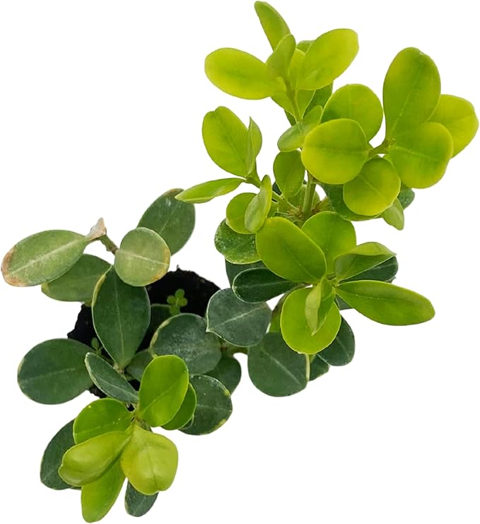 ragnaroc Japanese Boxwood 2-4" (Buxus microphylla VAR. Japonica) 4ct - Live Plant for Indoor Outdoor Use, Garden & Landscaping - Live Arrival Guaranteed