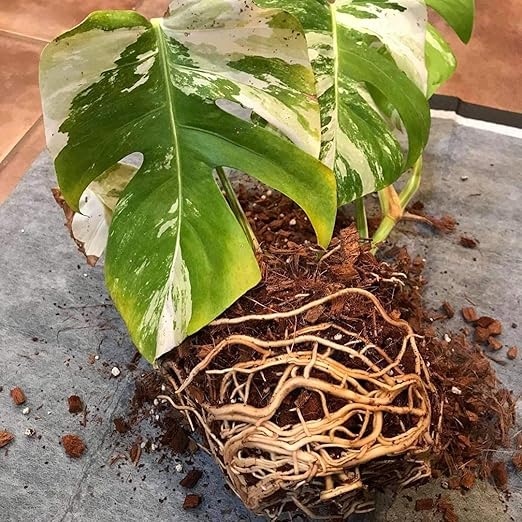 Noot Indoor Coconut Chips Husk Bark Potting Mix Coco Coir Brick. Avoid Root Rot with Fast Draining Soil. Houseplant, Monstera, Fiddle Leaf Fig, Orchid. Hydrate in Bag for ~ 2 Gal.