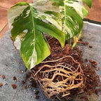Noot Indoor Coconut Chips Husk Bark Potting Mix Coco Coir Brick. Avoid Root Rot with Fast Draining Soil. Houseplant, Monstera, Fiddle Leaf Fig, Orchid. Hydrate in Bag for ~ 2 Gal.