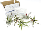 ragnaroc Air Plants - Flowering Tillandsia Harrisii, Large 3-5" - 5ct - Live Arrival Guaranteed - House Plants for Home Decor & Gift