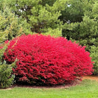 Dwarf Burning Bush Live Plant in 4" Pot, Hardy Landscape Plant for Borders and Garden Design, Red Shrub