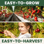 Cherry Tomato – 200 Premium Seeds for Planting – Sweet, Prolific, High-Yielding Heirloom for the 2026 Season – 600-Milligram Pouch