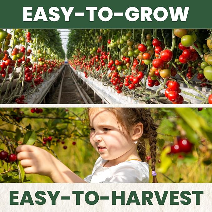 Cherry Tomato – 200 Premium Seeds for Planting – Sweet, Prolific, High-Yielding Heirloom for the 2026 Season – 600-Milligram Pouch