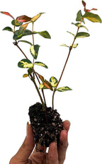 ragnaroc Jasmine Summer 2-6" (Jasminum officinale) 8ct - Live Plant for Indoor Outdoor Use, Garden & Landscaping - Live Arrival Guaranteed