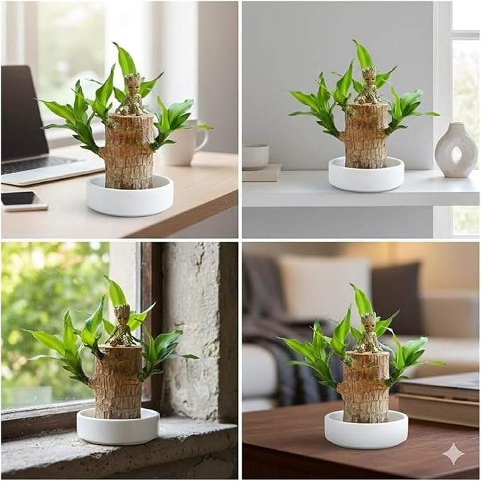 Brazilian Wood Plant, Brazilian Lucky Wood Plant