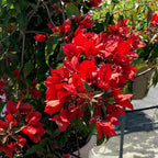2 Bougainvillea Live Plants, Tropical Bougainvillea Flowering Vine, Fast Growing Outdoor and Container Plant, 4-8'' Tall (Red Orange Blooms)