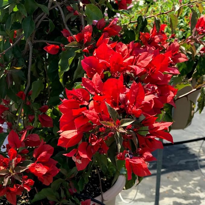 2 Bougainvillea Live Plants, Tropical Bougainvillea Flowering Vine, Fast Growing Outdoor and Container Plant, 4-8'' Tall (Red Orange Blooms)