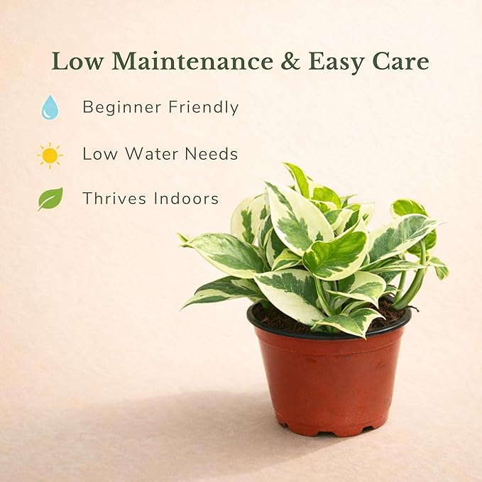 Live Plant Pothos N'Joy 4” – Easy-Care Variegated Houseplant for Low Light – Air-Purifying Indoor Plant (Heat Pack Included)