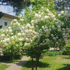 Snowball Bush Live Plant 4 Inch Pot, Snowball Viburnum Tree 6-10 Inch Tall, Flowering Shrub for Outdoor Garden and Landscape