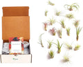 Shop Succulents | Assorted Collection of Tropical Tillandsia Air Plant Kit, Hand Selected Variety Pack | Collection of 24
