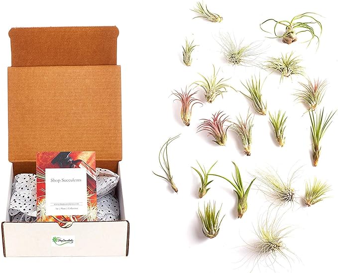 Shop Succulents | Assorted Collection of Tropical Tillandsia Air Plant Kit, Hand Selected Variety Pack | Collection of 24