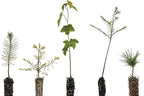 Bonsai Tree Bundle | Collection of 5 Live Tree Seedlings | The Jonsteen Company