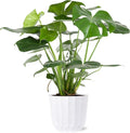 Green Circle Growers 8" Monstera Live Indoor Plants in 8” White Jazz, House Plant, Bright Indirect Light