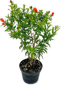ragnaroc Live Fruit Trees – Punica Granatum Dwarf Pomegranate Plug 9-12” Tall - 1ct - Color When Flowering Red, Bonsai - Live Arrival Guaranteed - House Plants for Home Decor