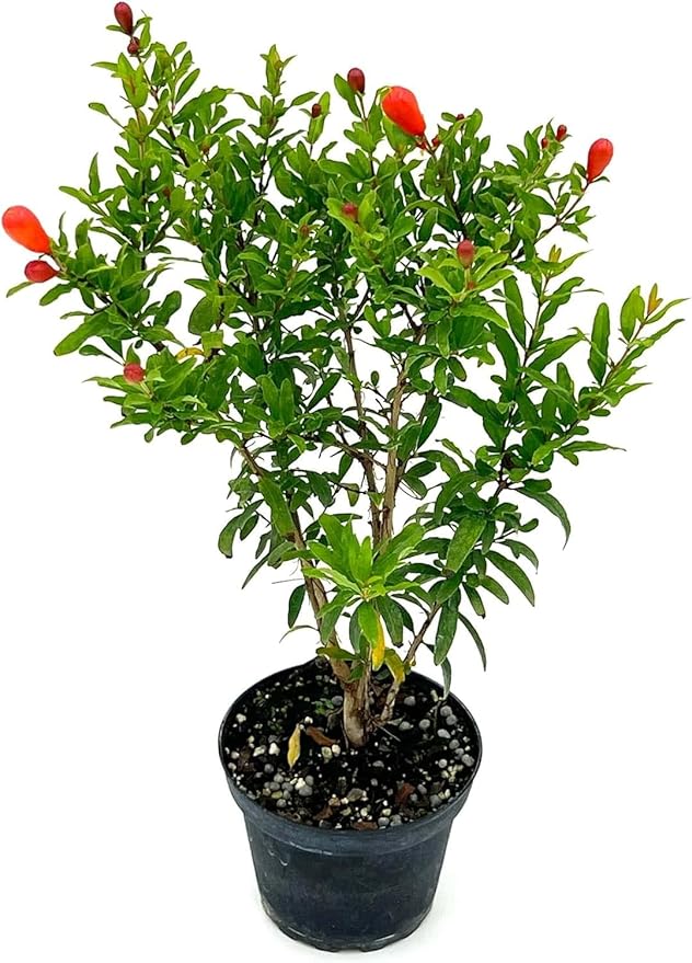 ragnaroc Live Fruit Trees – Punica Granatum Dwarf Pomegranate Plug 9-12” Tall - 1ct - Color When Flowering Red, Bonsai - Live Arrival Guaranteed - House Plants for Home Decor