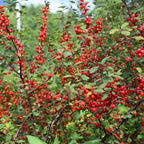Nanking Cherry 1-2 Ft Plant - Versatile, Perennial, Early Fruiting, High Yielding Nanking Cherry Plant | Low Maintance & Easy-to-Grow Fruit Tree (2 Pack)