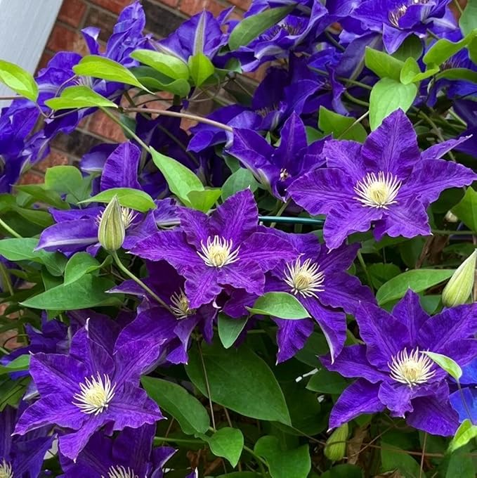 50+ Clematis Lasurstern Seeds, Large Flowered Perennial Climbing Vine for Garden Trellis, Fences and Walls