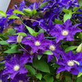 50+ Clematis Lasurstern Seeds, Large Flowered Perennial Climbing Vine for Garden Trellis, Fences and Walls