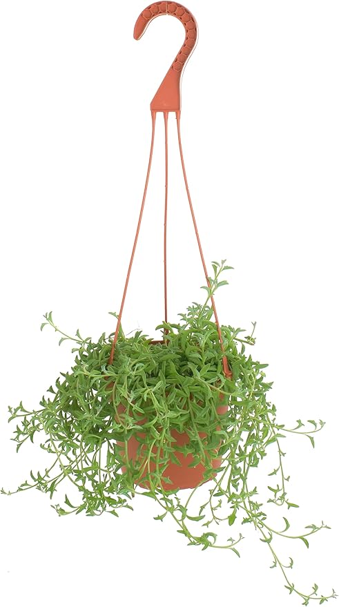 Shop Succulents String of Dolphins Hanging Succulent, Senecio Peregrinus, Fully Rooted Live 6" Succulent Plant with Hanger, Low Maintenance Indoor Plant, Trailing Succulents, Gift & Garden