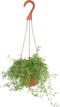 Shop Succulents String of Dolphins Hanging Succulent, Senecio Peregrinus, Fully Rooted Live 6" Succulent Plant with Hanger, Low Maintenance Indoor Plant, Trailing Succulents, Gift & Garden