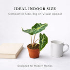 Alocasia Polly Variegated Live Plant – Rare Variegata Elephant Ear with Striking Green and White Leaves – Rooted Indoor Tropical Live Houseplant for Home, Office, Garden & Gift (Heat Pack Included)