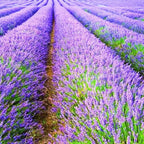 4 Lavender Plants Live Starter Plants 4-6" in Tall, Hardy Perennial Lavender for Garden and Landscape with Fragrant Purple Blooms, No Pot (Purple Pink)