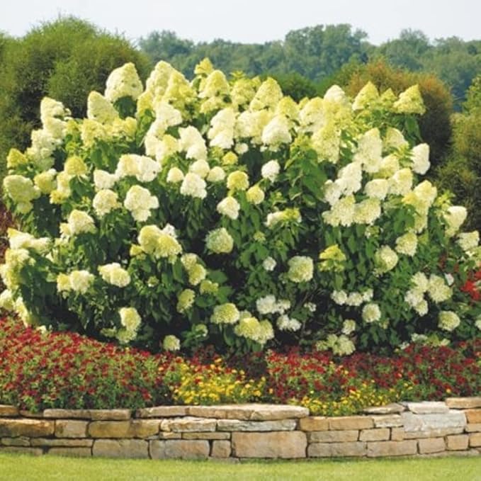 Hydrangea Live Plant, 6-12 Inch Tall, Hardy Flowering Shrub in 2.5" Pot, Outdoor Garden Hydrangea Bush (Lime Hydrangea)
