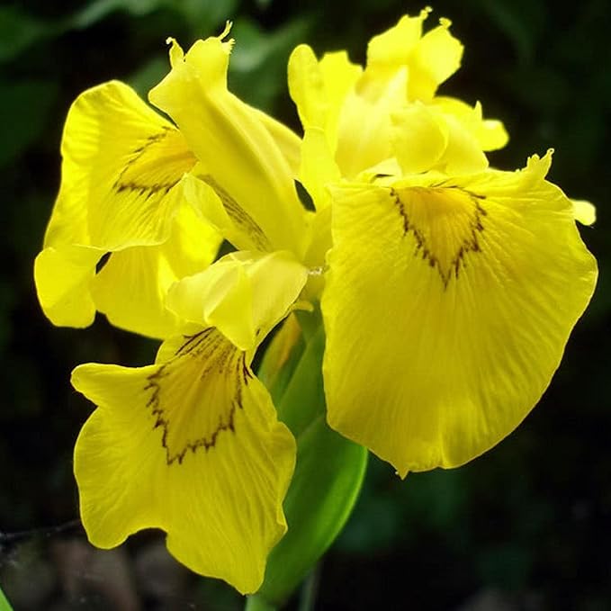 Chalily Iris 'Floro Pleno', a Great Live Pond Plant for Your Water Garden. Filters The koi and Goldfish Pond. Good for Bogs, Plant Shelf or Shallow Water This marginal Aquatic is a Real Beauty