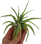 ragnaroc Air Plants - Tillandsia Brachycaulos Abdita, Large 4-6" - 1 ct - Live Arrival Guaranteed - House Plants for Home Decor & Gift