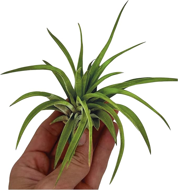 ragnaroc Air Plants - Tillandsia Brachycaulos Abdita, Large 4-6" - 3 ct - Live Arrival Guaranteed - House Plants for Home Decor & Gift