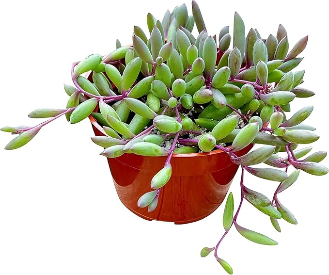 Fat Plants San Diego Succulent Plant(s) Fully Rooted in 4 inch Planter Pots with Soil - Real Live Potted Succulents/Unique Indoor Cactus Decor (1, Othonna Capensis)