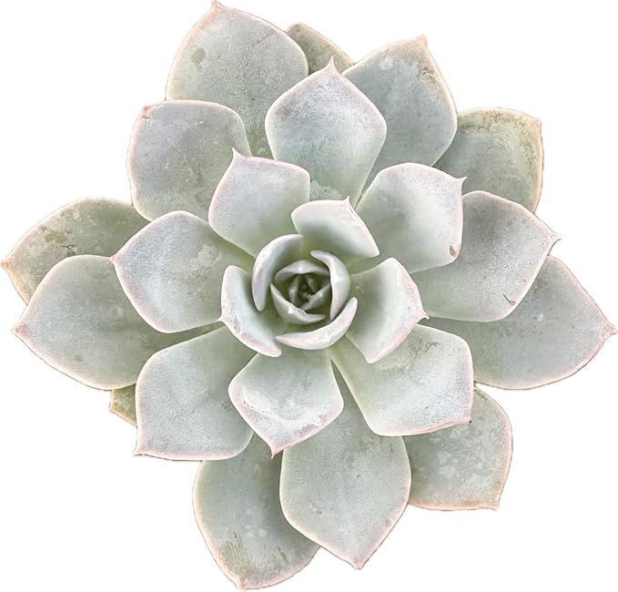 Live Light Blue Echeveria Succulent Plant - Stunning Rosette Drought-Tolerant Indoor/Outdoor Decor - Unique and Hardy Cactus Variety