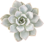 Live Light Blue Echeveria Succulent Plant - Stunning Rosette Drought-Tolerant Indoor/Outdoor Decor - Unique and Hardy Cactus Variety