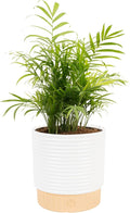 Costa Farms Parlor Palm Live Plant in Decorative Pot, Air Purifying Indoor Houseplant, Perfect for Home, Room, or Office Decor, Great House Warming or Birthday Gift, 14-18 Inches Tall