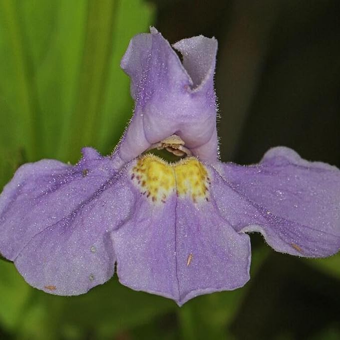 Monkey Flower, a Great Live Pond Plant for Your Water Garden. Filters koi and Goldfish Ponds. Good for Bogs, Plant Shelf or Shallow Water This marginal Aquatic is a Real Beauty
