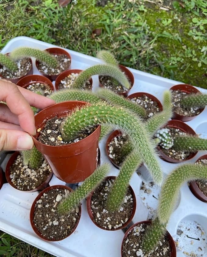 Rare Cactus Plants, 2" Monkey Tail Cactus, Live Succulent Cacti Plants Fully Rooted in Grower Pots, Easy Care House Plant