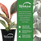 Ficus Tineke Tree - Live Starter Plant in a 2 Inch Pot - Ficus Elastica Tineke - Stunning Easy Care Interior Houseplant