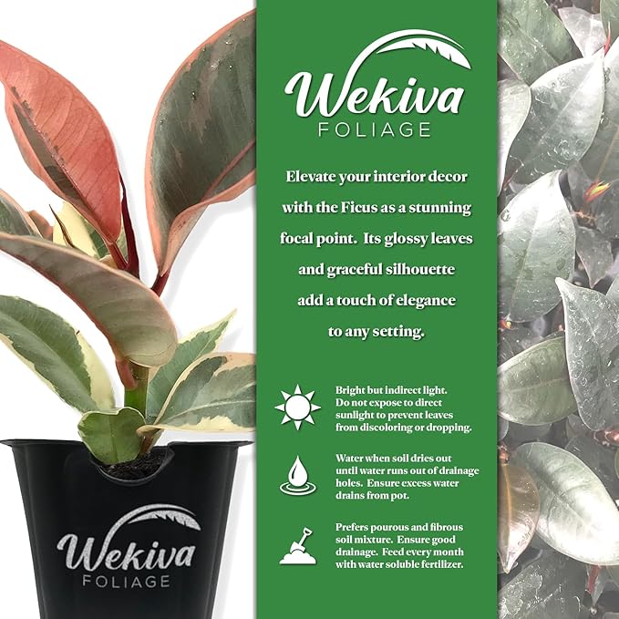 Ficus Tineke Tree - Live Starter Plant in a 2 Inch Pot - Ficus Elastica Tineke - Stunning Easy Care Interior Houseplant