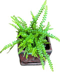 PLANTVERS Live Fern Plant in a 4" Nursey Pot | Low Maintenance Indoor Houseplant | Tropical Air Purifying Green Foliage for Home & Office Decor | Easy-Care Indoor Plant (Lemon Button Fern)