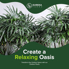Lady Palm, Rhapis Excelsa - Live Plant, Air Purifying Indoor Houseplant, Low Maintenance Tropical Plant for Home, Office, and Garden Decor (5gal Pot; 3-4ft)