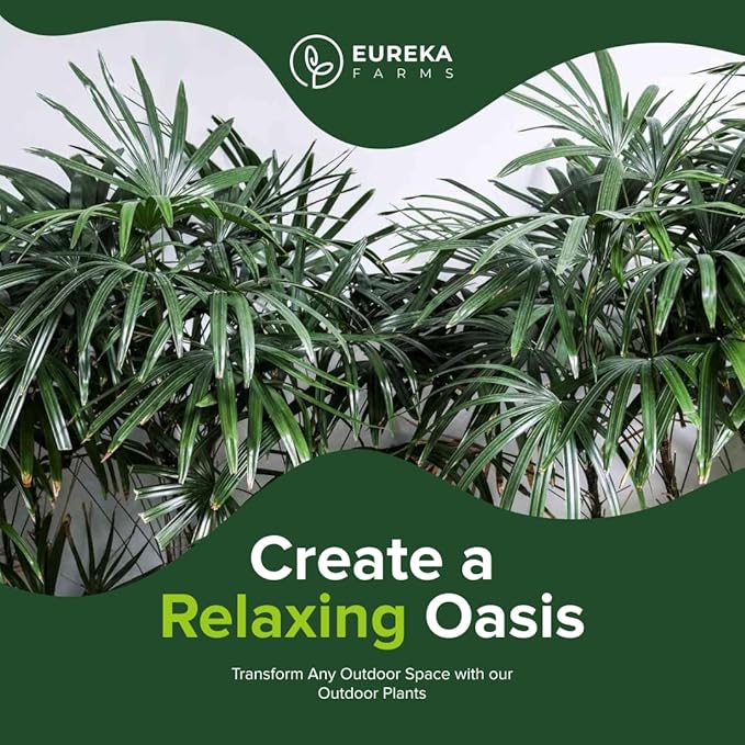 Lady Palm, Rhapis Excelsa - Live Plant, Air Purifying Indoor Houseplant, Low Maintenance Tropical Plant for Home, Office, and Garden Decor (5gal Pot; 3-4ft)