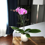 Purple Phalaenopsis Live Orchid Plant Lover Gift & White Orchid Pot, 20-24" Tall, Live Plant Gift, Fresh Orchids Plants Live House Plants, Live Plants Indoor Plants Live Houseplants by Plants for Pets