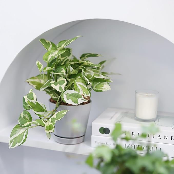 Pothos N'joy (4 inch) - Air-Purifying Houseplants - 4/6 inch Unique Live Decorative Houseplants - Low-Maintenance Indoor Plants, House Warming Gift, Natural Air Purifier