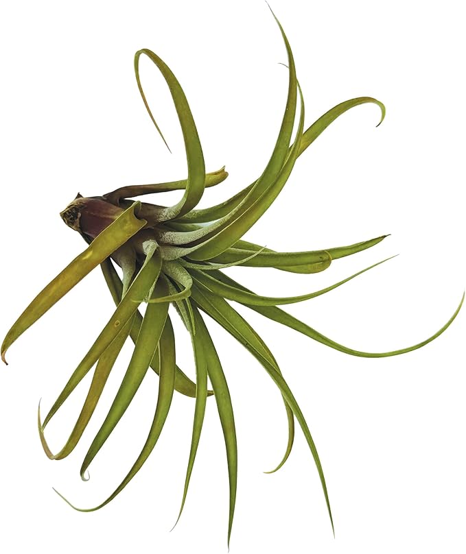 ragnaroc Air Plants - Tillandsia Capitata (Peach), Large 5-7” - 5 ct - Live Arrival Guaranteed - House Plants for Home Decor & Gift