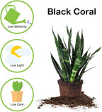 Perfect Plants Black Coral Snake Plant | Easy Care | Thrives in Low to Bright Light, Air Purifying 6in. Grower's Pot